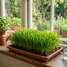Wheatgrass Seeds for Indoor and Outdoor Growing