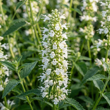 Agastache Foeniculum Liquorice White Flower Seeds For Planting