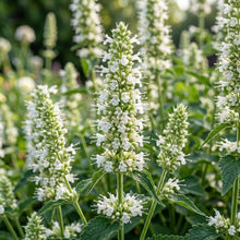 Agastache Foeniculum Liquorice White Flower Seeds For Planting