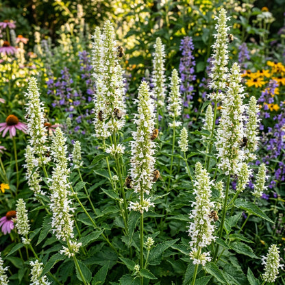 Agastache Foeniculum Liquorice White Flower Seeds For Planting
