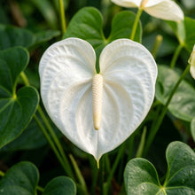 Anthurium Andraeanum White Seeds for Indoor and Garden Planting