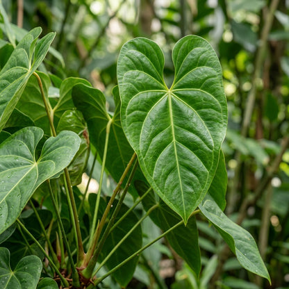 Anthurium Andraeanum White Seeds for Indoor and Garden Planting