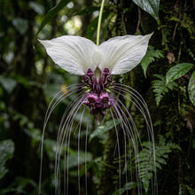 White Bat Flower Seeds for Indoor & Outdoor Planting - Tropical Decorative Flower Plants for Containers & Shade Gardens