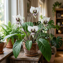 White Bat Flower Seeds for Indoor & Outdoor Planting - Tropical Decorative Flower Plants for Containers & Shade Gardens