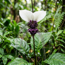 White Batflower Seeds - Tacca integrifolia Flower Seeds for Garden