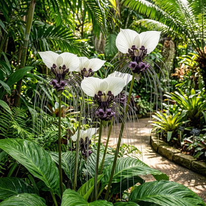 White Batflower Seeds - Tacca integrifolia Flower Seeds for Garden