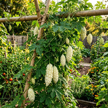 White Bitter Gourd Seeds – Bitter Gourd Seeds for Planting