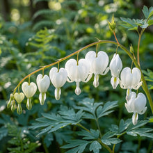 White Bleeding Heart Flower Seeds for Planting