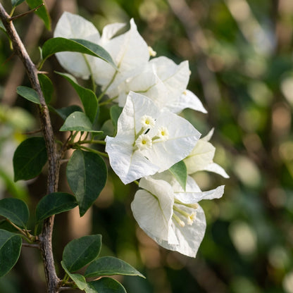 White Bougainvillea Flower Seeds for Planting