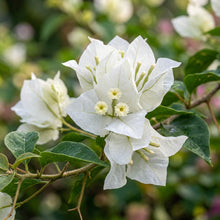 White Bougainvillea Flower Seeds for Planting