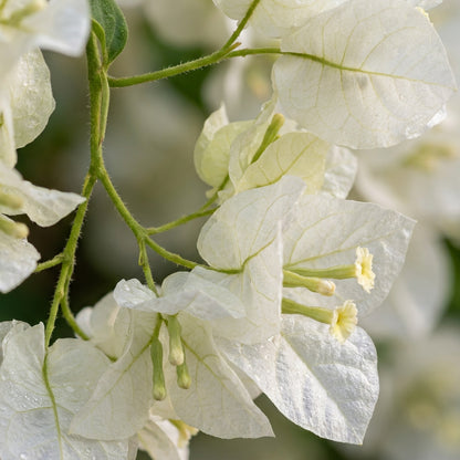 White Bougainvillea Flower Seeds for Planting
