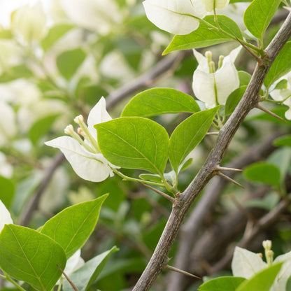 White Bougainvillea Flower Seeds for Planting