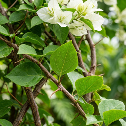 White Bougainvillea Flower Seeds for Planting