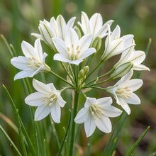 Triteleia Hyacinthina Seeds