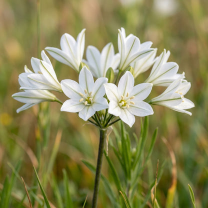 Triteleia Hyacinthina Seeds