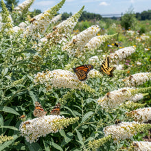 White Butterfly Bush (Buddleia davidii) Seeds for Planting