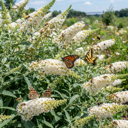 White Butterfly Bush (Buddleia davidii) Seeds for Planting