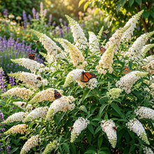 White Butterfly Bush Buddleia Davidii Flower Seeds for Garden Planting