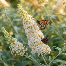 White Butterfly Bush (Buddleia davidii) Seeds for Planting