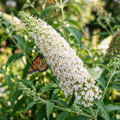 White Butterfly Bush Buddleia Davidii Flower Seeds for Garden Planting