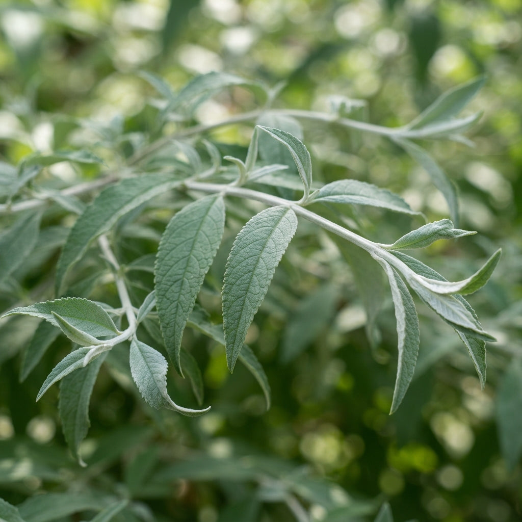 White Butterfly Bush (Buddleia davidii) Seeds for Planting