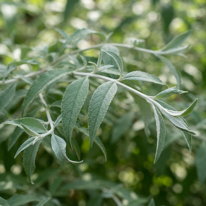 White Butterfly Bush (Buddleia davidii) Seeds for Planting