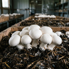 White Mushroom Seeds – Easy Grow Variety