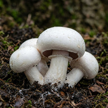 White Mushroom Seeds – Easy Grow Variety