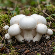 White Button Mushroom Spawn