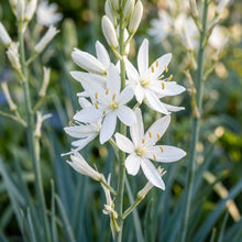 Camassia Leichtlinii Alba Flower Seeds For Planting