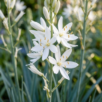 Camassia Leichtlinii Alba Flower Seeds For Planting