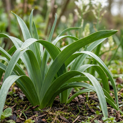 Camassia Leichtlinii Alba Flower Seeds For Planting