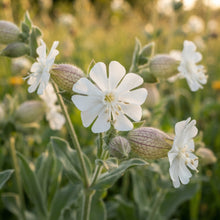 White Campion Seeds for Planting