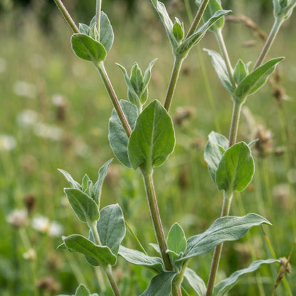 White Campion Seeds for Planting
