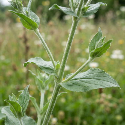 White Campion Seeds for Planting