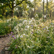 White Campion Seeds for Planting
