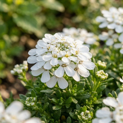 Candytuft Iberis amara White Flower Seeds for Garden Planting