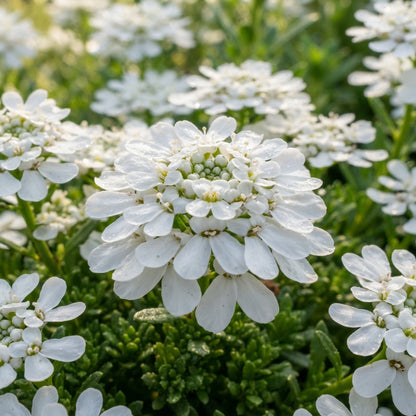 Candytuft Iberis amara White Flower Seeds for Garden Planting