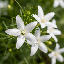 White Cardinal Climber Vine Seeds for Pollinator Garden Planting