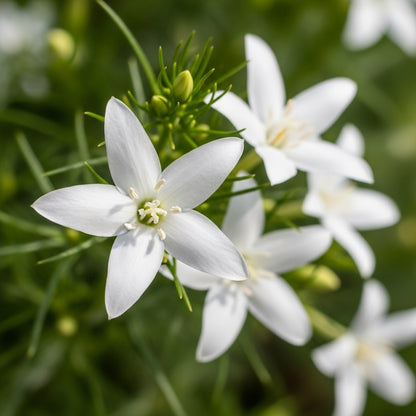 White Cardinal Climber Vine Seeds for Pollinator Garden Planting