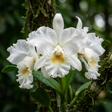 White Cattleya Orchid Seeds - White Orchid Flower Seeds for Garden