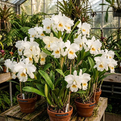 White Cattleya Orchid Seeds - White Orchid Flower Seeds for Garden