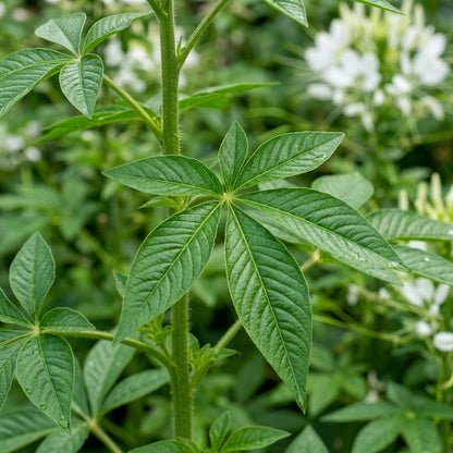 White Cleome Spider Flower Seeds for Planting