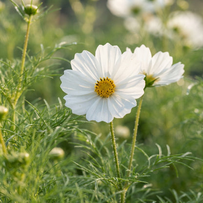 White Cosmos bipinnatus Flower Seeds for Planting