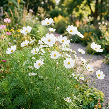 Pure White Cosmos Flower Seeds For Planting
