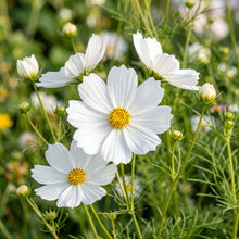 Pure White Cosmos Flower Seeds For Planting