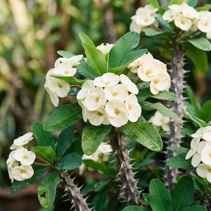 White Euphorbia Milii Seeds - White Crown of Thorns Flower Seeds for Garden