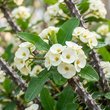White Euphorbia Milii Seeds - White Crown of Thorns Flower Seeds for Garden