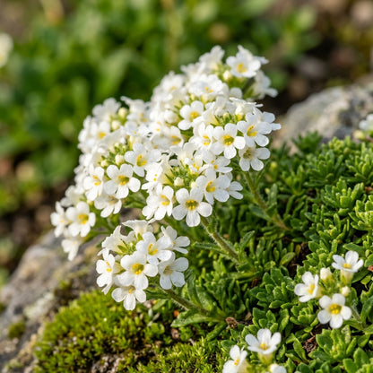 Erinus Alpinus Alba Flower Seeds