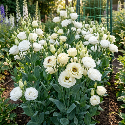 White Eustoma Seeds for Planting